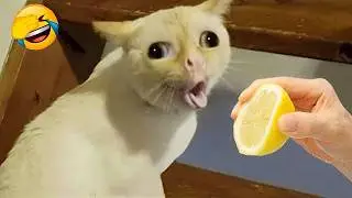 Funny Animal Videos 🤣 Best Cats & Dogs Moments of 2026 😹🐶 #11