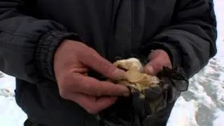 Рыболовные путешествия: Десногорское водохранилище