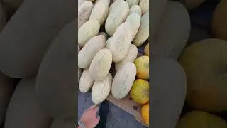 Громадные дыни Узбекистана