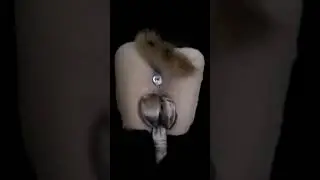 Да пребудет с тобой сила!