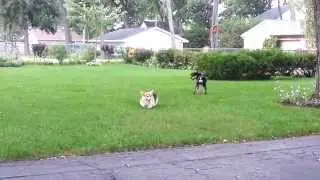 TAG YOU'RE IT! Corgi herding her boyfriend.