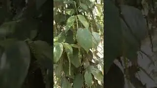 Pimenta plantada na moringa ,conversa e ideias venha assistir.