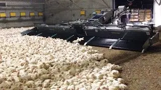 High efficiency modern closed industrial chicken raising process - That you have never seen