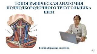 Топографическая анатомия подподбородочного треугольника