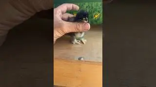 Лохманожка 🐥.  .  .
