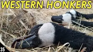 A Western Hunt Tradition | Goose Hunting 2020