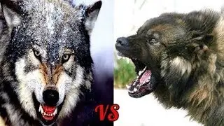 ВОЛКОДАВ VS ВОЛК!!! КТО КОГО???