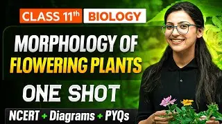 Morphology Of Flowering Plants Class 11 One Shot 🔥| NCERT + Diagrams + PYQs | Chapter 5