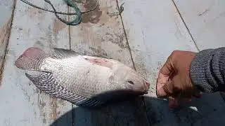 Sungguh berat kalo angkat yang babon