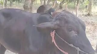 Cow Natural Mating To Village