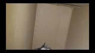 wendy kucing Amis | Amis tube