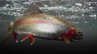 Trout | Salmon Like Flesh