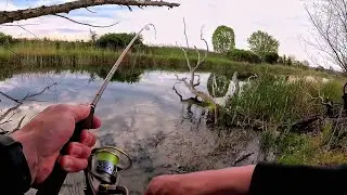 Щука, окунь, краснопёрка.Вечерняя прогулка по озеру