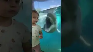 Beluga whale saying Hi