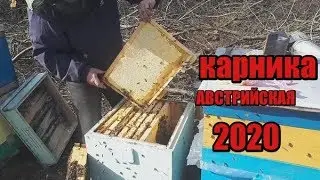 carnica Австрийская (ACA)