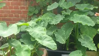 Shoker Bagan UK Oxford. Harvesting Taro plans. লন্ডনে কচু শাক |How to grow Taro plants.