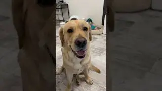 Как подружить собаку и кота🐶😼