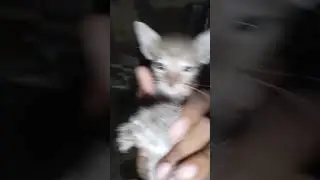 cute kittens #shorts