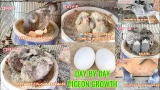 EGG TO FIRST FLIGHT | DAY TO DAY PIGEON GROWTH  #racingpigeon #pigeonracing #kalapatids #kabootar