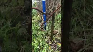 Виноград осенняя обрезка Classic autumn pruning of grapes in the Moscow region