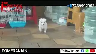 Pomeranian Male Puppy