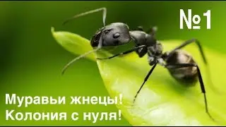 Messor Structor - Колония с нуля! - №1