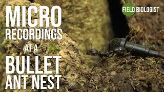 Bullet ant warning sounds! 