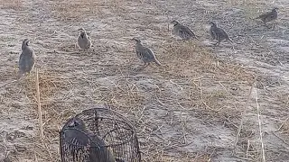 охота на куропатку 23 сентябрь
