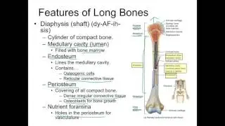 Bone Tissue Part 1