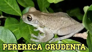 PERERECA GRUDENTA (Trachycephalus typhonius) | #shorts
