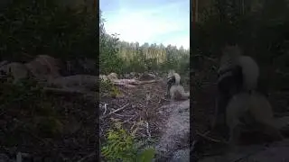 Натаска ЩЕНКОВ ПО ЛОСЮ