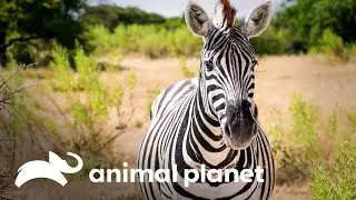 A verdadeira razão da cor das zebras | O Incrível Mundo Animal | Animal Planet Brasil