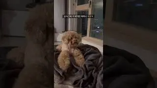 귀 한짝 사라진 복떠니🐶