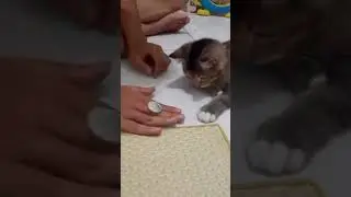 Like brother like Cat