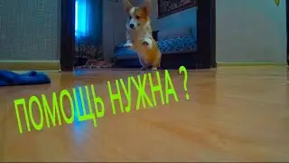 Корги - помощница.