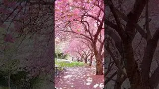 Peak Bloom Sakura at Brooklyn Botanic Garden 🌸🌸🌸 #hanami #sakura #cherryblossom