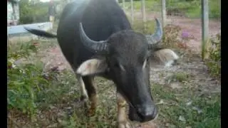 How To Feed Your Buffalo