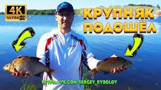 Ловля крупного леща в августе. Долгожданные кракены на крючке! Досадные сходы зачётных лещей.