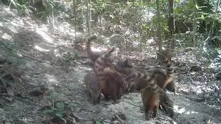 quati comendo milho