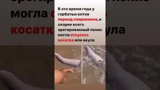 Откусили причиндал кита 😬