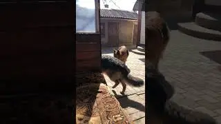 Ред и Камара пытались словить муху😂😂😂 