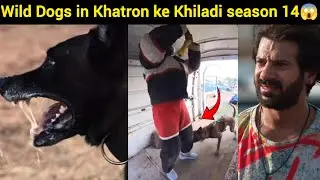 Shilpa shinde in Wild Dogs Stunt😳 | Khatron ke Khiladi season 14