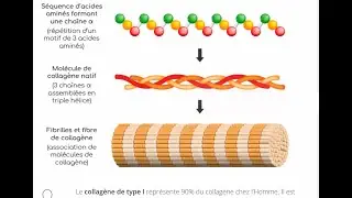 La TV m'apprend plein de trucs sur le collagène!