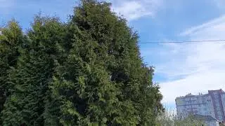 ВЕСНА,2021г   красота захватывающая. КАЛИНИНГРАД