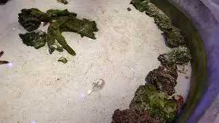 Small horseshoe crab crawling in the sand below the tank next to sharks and rays