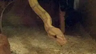 Calcifer's Dinner Time!