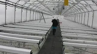 пчёлы в теплице 8 месяцев