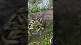Поймались лини в своём пруду