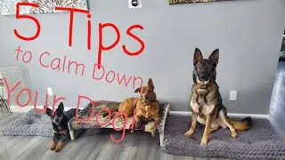 5 Tips to Calm Down Your Dog!