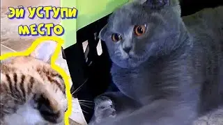 Эй уступи место. Смешные кошки. 